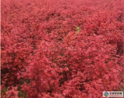【羽毛楓供應(yīng)|三季紅楓 黃金楓 日本紅楓紅舞姬 四季紅楓 赤峰 五彩桂花嵊州彩葉林科院商鋪