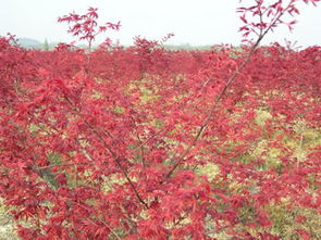 山東日本紅楓價格 日照紅櫻苗木基地 農業 綠化苗木 藍冰柏 北美楓香 日照紅櫻苗木基地 藍冰柏,北美楓香,美國藍杉,山東藍冰柏,北美紅櫟