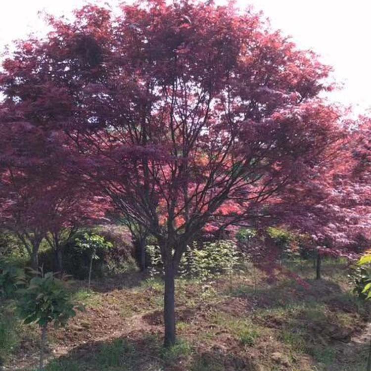 紅楓植株行道樹風(fēng)景樹 日本紅楓濕地綠化盆栽 露地園林植物紅楓樹