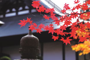 日本秋色 紅葉正當(dāng)時(shí)