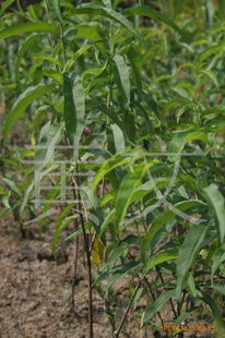 花卉種子 種苗產(chǎn)品列表 007商務(wù)站 全球網(wǎng)上貿(mào)易平臺 第89頁