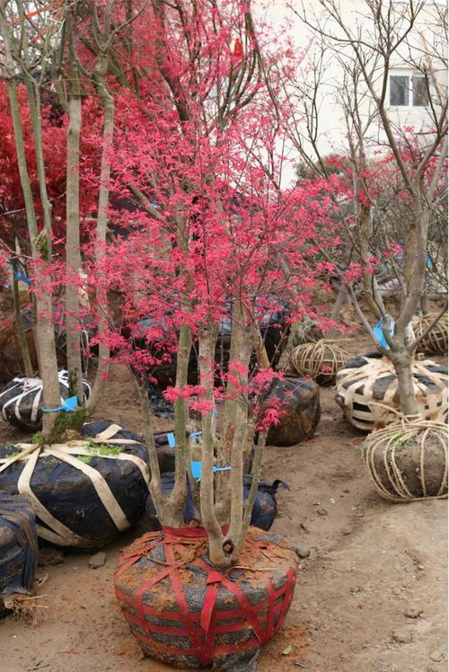 春意盎然,北京華源發(fā)花木市場走貨活躍