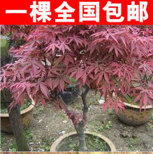 【見紅】最新最全見紅 產品參考信息