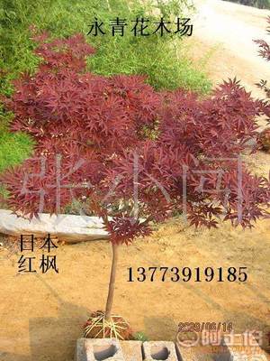 【現貨出售3公分日本紅楓、中國紅楓、基地實物照片、歡迎選購】 - 產品庫 - 沭陽縣永青花木場