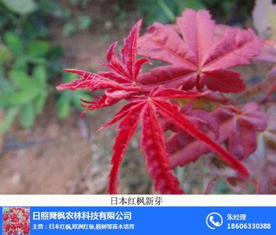 日本紅楓專賣、舜楓農林 在線咨詢 、日本紅楓