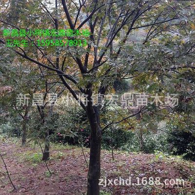 【日本紅楓小苗浙江日本紅楓苗木低價批發處理價格實惠】新昌縣小將鎮宏鼎苗木場 - 產品庫