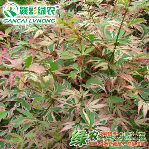 紅楓樹(shù)苗是什么樣