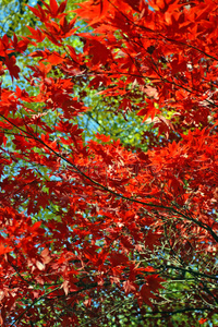 日本紅楓樹(shù)