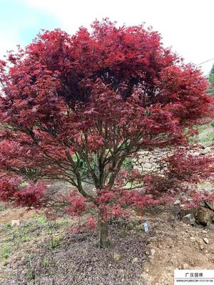 紅楓和日本紅楓的區(qū)別是什么