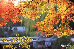 秋風(fēng)瑟瑟,來(lái)看這里 楓 情萬(wàn)種