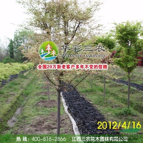 企業(yè)動(dòng)態(tài) 江西三農(nóng)花木園林