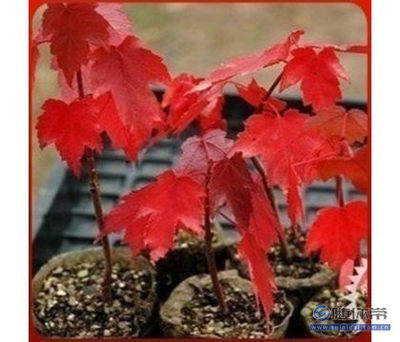 【批發(fā)正宗日本紅楓種子美國(guó)紅楓種子貨真價(jià)實(shí)放心購(gòu)買】沭陽(yáng)縣飄花香花卉園藝中心 - 產(chǎn)品庫(kù)