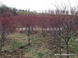 日本紅楓 紅楓櫻花之鄉(xiāng)四明山唐田 新杰苗木場(chǎng)