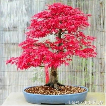 種花老人不小心說漏嘴,花盆里面滴幾滴,一個(gè)月爆盆,十年不爛根