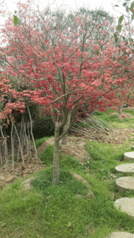 高度400厘米米徑10厘米地徑12厘米冠幅300厘米日本紅楓價格 圖片 行情 報價 中國花木網