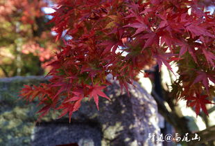 紅楓金葉 2018日本深秋