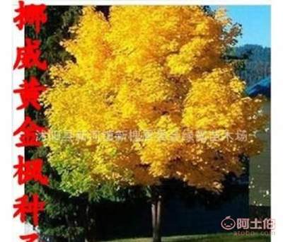 【進(jìn)口正宗日本紅楓美國(guó)紅楓種子金葉挪威槭黃金楓種子】沭陽(yáng)縣新河鎮(zhèn)新槐居委會(huì)綠霸苗木場(chǎng) - 產(chǎn)品庫(kù)