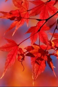 從化石門國(guó)家森林公園賞紅楓梅花一日游