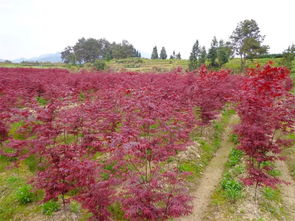 賞紅葉,三季紅楓是一絕,新興景區(qū)打造首選