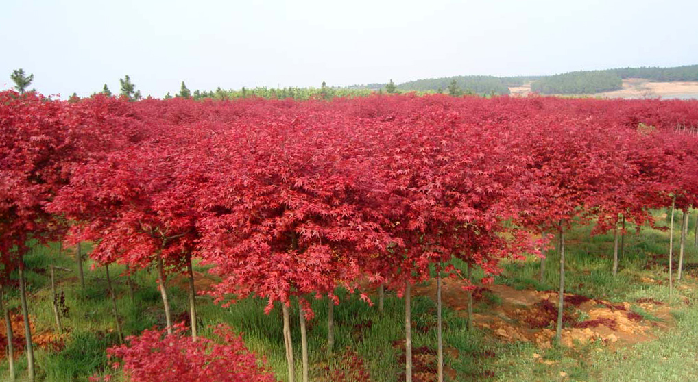 日本紅楓--主要品種(橙之夢(mèng)、三季紅、紅舞姬)
