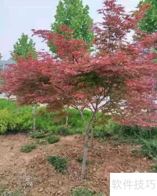 紅楓養(yǎng)護(hù)指南 如何讓紅楓健康成長(zhǎng)