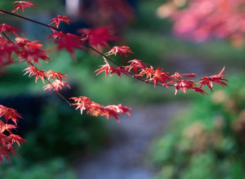 都江堰這片紅楓林美炸了,趁著清明假期來打卡