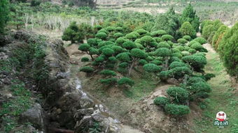 福州驚現秋天的童話 日本紅楓 漫山杜鵑...快來