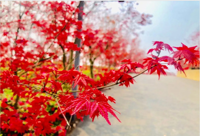 2024重慶南湖多彩植物園門票價格、開放時間、游玩攻略