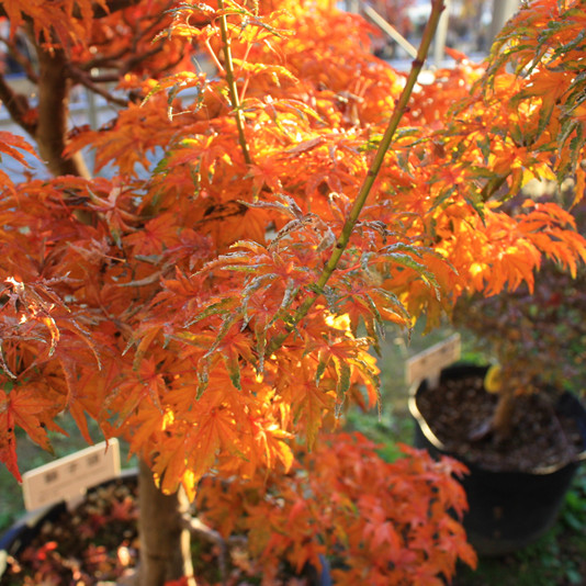 日本紅楓楓樹獅子頭盆栽盆景樹樁小型微型紅楓 八房小葉 花園綠植