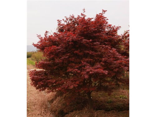 廣西地區日本紅楓的形態特征