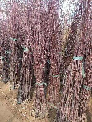 紅楓小苗產(chǎn)地直發(fā)指南 美國(guó)、日本與中國(guó)品種對(duì)比