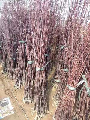 紅楓小苗產(chǎn)地直發(fā) 美國(guó)、日本與中國(guó)品種比較