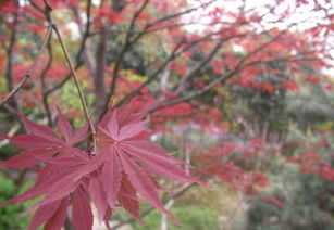 日本紅楓‘橙之夢(mèng)’與中國(guó)紅楓的異同對(duì)比