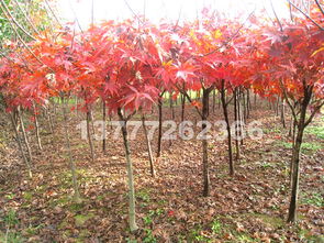 探尋紅楓之美 品種、市場(chǎng)與觀賞勝地全解析