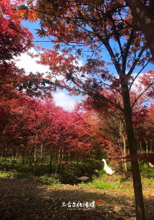 隆昌300畝紅楓秘境 層林盡染，何必遠(yuǎn)赴東瀛