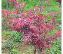 日本紅楓 秋日庭院中的一抹絢爛詩畫