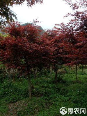 日本紅楓市場概覽 品質、價格與批發策略